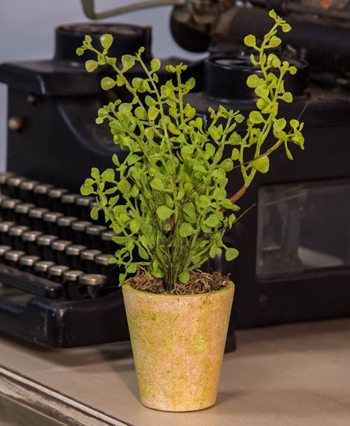 Picture of Potted Fern