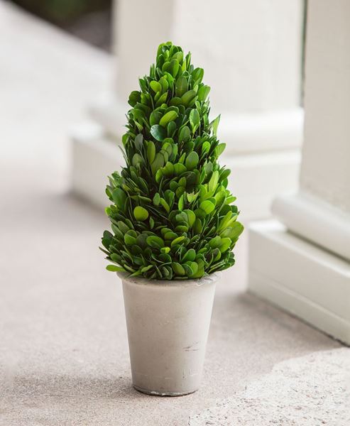 Boxwood Cone Topiary, 11"