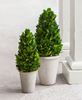 Boxwood Cone Topiary, 11"