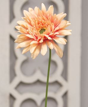 Picture of Blooming Daisy Stem, Dark Pink