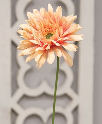 Picture of Blooming Daisy Stem, Dark Pink