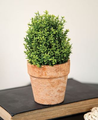 Picture of Potted Mini Boxwood, 6.5"H