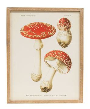 Picture of Vintage Amanita Muscaria Mushroom Framed Print