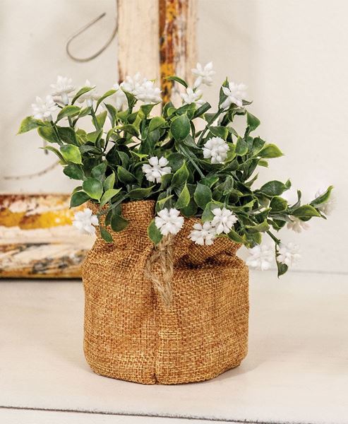 Picture of White Jasmine Flowers In Burlap Wrapped Pot