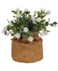 Picture of White Jasmine Flowers In Burlap Wrapped Pot