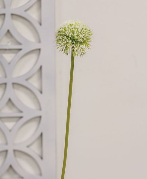 Picture of White Allium Ball Spray, 19"