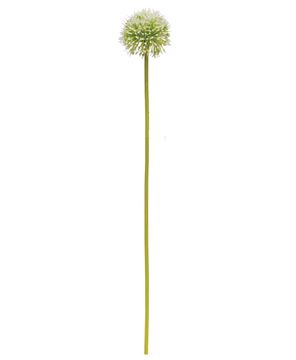 Picture of White Allium Ball Spray, 19"