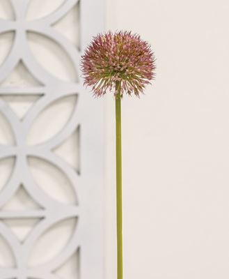 Picture of Mauve Allium Ball Spray, 19"