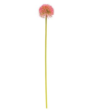 Picture of Rose Pink Allium Ball Spray, 19"