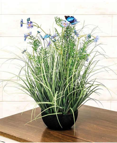 Picture of Potted Blue Cosmos w/ Onion Grass & Butterflies