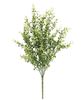 Picture of Cream Tipped Baby's Grass Bush - 21"