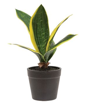 Picture of Potted Light Green Snake Plant