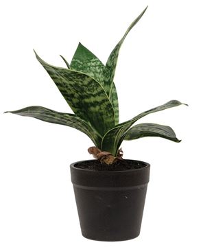 Picture of Potted Dark Green Snake Plant