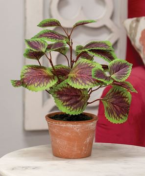 Picture of Potted Purple Mint Bush