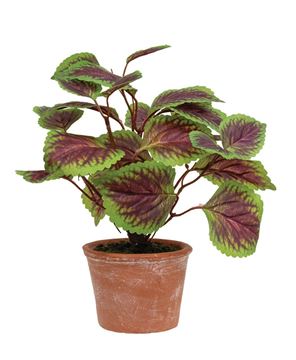 Picture of Potted Purple Mint Bush