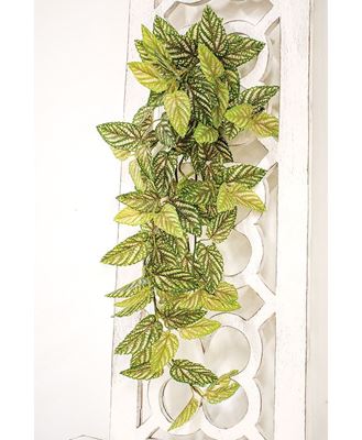 Picture of Pink Fittonia Leaves Hanging Bush, 30"