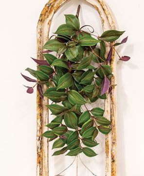 Picture of Day Flower Hanging Vine Bush, 25"