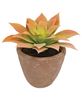 Picture of Potted Peach Agave Succulent