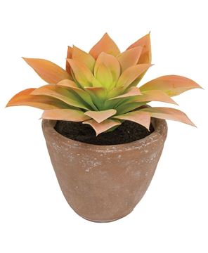 Picture of Potted Peach Agave Succulent