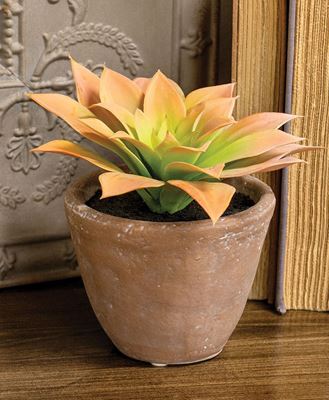 Picture of Potted Peach Agave Succulent