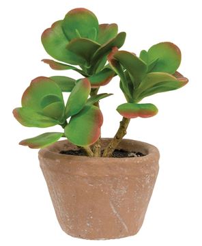 Picture of Potted Sweetheart Leaf Succulent