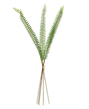 Picture of Sword Fern Bundle, 27"