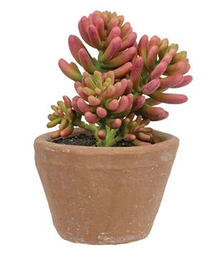 Picture of Potted Coral Jade Succulent