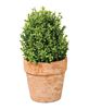 Picture of Potted Mini Boxwood, 6.5"H