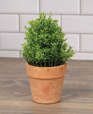 Picture of Potted Mini Boxwood, 6.5"H