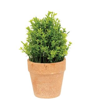 Picture of Potted Mini Boxwood, 6.5"H