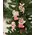 Retro Look Wooden Puppy, Kitten, & Reindeer Ornaments, 4/Set