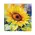 4/Set - Watercolor Sunflower Coasters & Holder, 39038