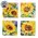4/Set - Watercolor Sunflower Coasters & Holder, 39038
