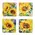4/Set - Watercolor Sunflower Coasters & Holder, 39038