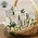 Family, Friend, Teacher Plant Poke - 6 Asstd., 39094
