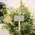 Gifting Plant Poke - 4 Asstd., 39095