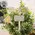 Gifting Plant Poke - 4 Asstd., 39095