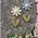 Distressed Wood Daisy Magnet - 2 Asstd., 39115