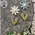 Distressed Wood Daisy Magnet - 2 Asstd., 39115