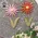 Distressed Wood Flower Magnets - 2 Asstd., 39116