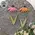Distressed Wood Coneflower Magnet - 2 Asstd., 39118