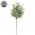 Dusty Rosemary Pick - 12 In, CB042638