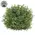 Dusty Rosemary Half Sphere - 7-1/2 In, CB042639
