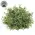 Dusty Rosemary Half Sphere - 6-1/2 In, CB042640