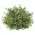 Dusty Rosemary Half Sphere - 6-1/2 In, CB042640