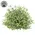 Dusty Rosemary Half Sphere - 5-1/2 In, CB042644