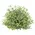 Dusty Rosemary Half Sphere - 5-1/2 In, CB042644