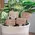 You're Stuck With Me House Plant Poke, 4 Asstd. 37585;