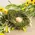 Mossy Twig Bird Nest w/Speckled Cream Egg - 4 In, QE152649