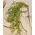 19" Hanging Baby's Grass Bush